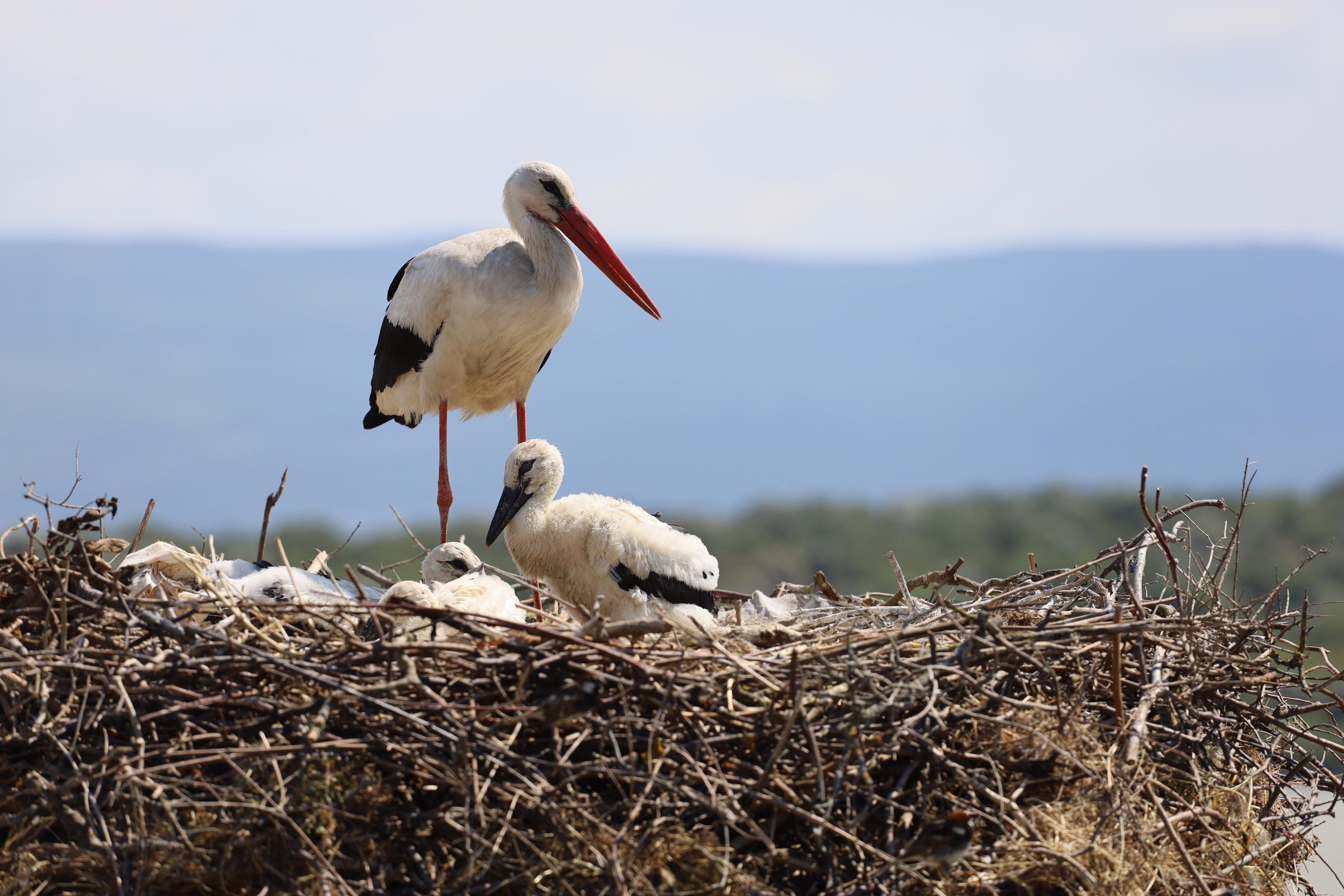 “Bursa Leylek Şenliği” başladı