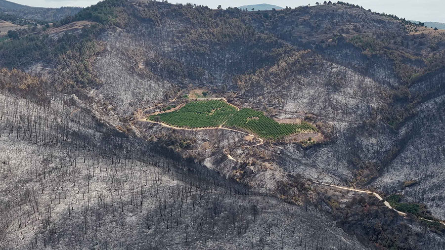 ALJ Türkiye’den 1.4 milyon fidan seferberliği