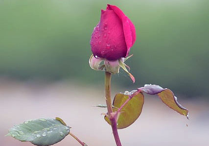 NERDEN BİLECEKSİNİZ